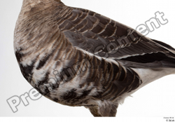  Greater white-fronted goose Anser albifrons 